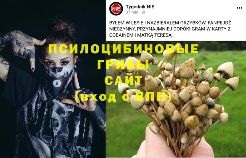 Галлюциногенные грибы Psilocybine cubensis  сайты даркнета как зайти  Ирбит 