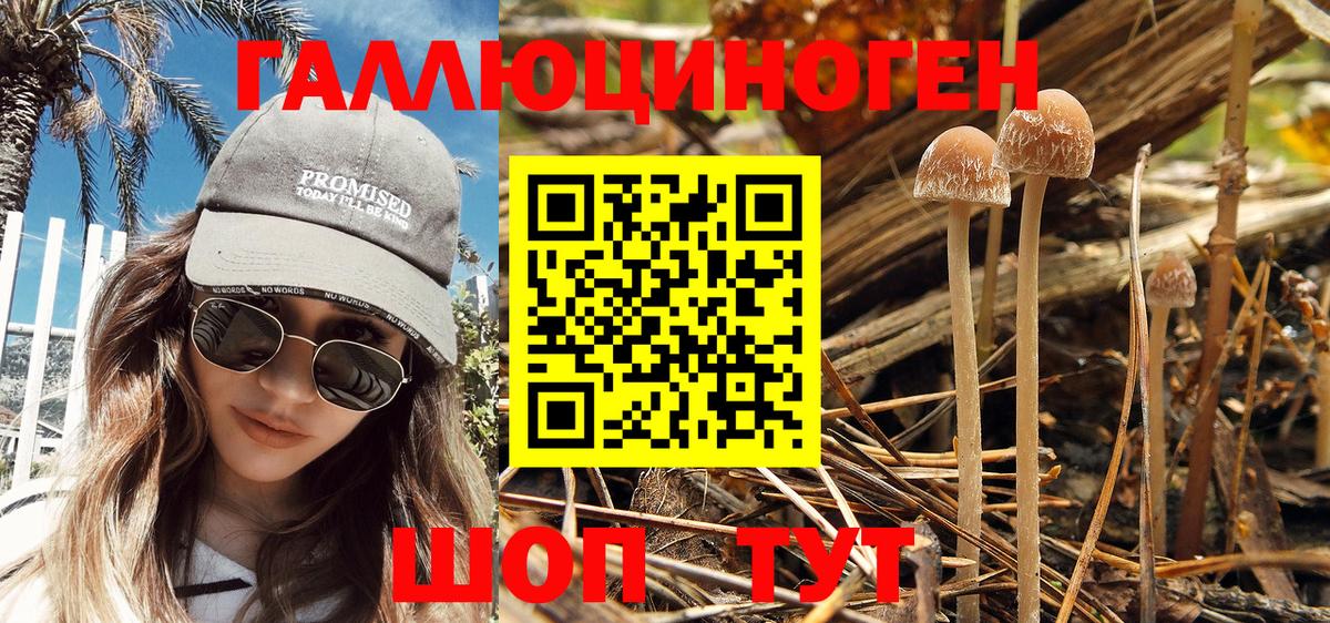 Галлюциногенные грибы Psilocybe Ирбит